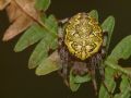Araneus marmoreus