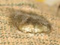 Araneus sp.