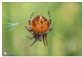 Agalenatea redii