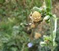 Araneus quadratus