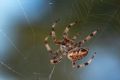 Araneus diadematus