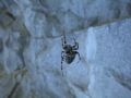 Araneus cf. angulatus