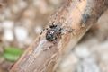 Araneus angulatus