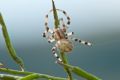 Araneus quadratus