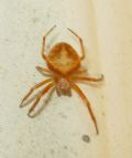 Araneus triguttatus (cfr.)