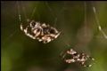 Araneus angulatus