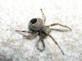 Agalenatea redii