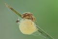 Agalenatea redii