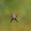 Aculepeira armida