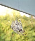 Araneus angulatus
