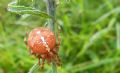Araneus pallidus (cfr.)