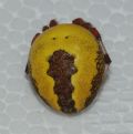Araneus marmoreus