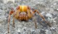 Araneus quadratus