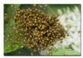 Araneus sp.