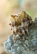 Araneus grossus