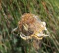 Aculepeira ceropegia