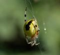 Araneus marmoreus var. pyramidatus