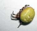 Araneus quadratus