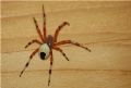 Araneus marmoreus