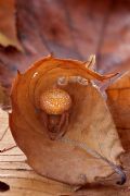Araneus alsine
