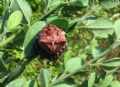Araneus angulatus