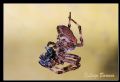 Araneus circe