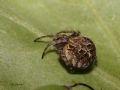 Agalenatea redii
