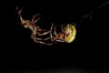 Araneus marmoreus