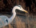 Ardea cinerea