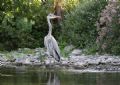 Ardea cinerea