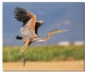 Ardea purpurea