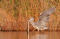 Ardea cinerea