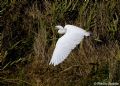 Egretta garzetta