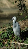 egretta gularis