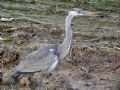 Ardea cinerea