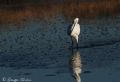 Egretta garzetta