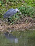 egretta gularis