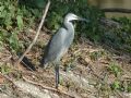 Egretta gularis