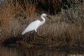 Egretta garzetta