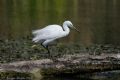 Egretta garzetta