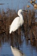 Egretta garzetta