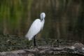 Egretta garzetta