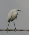 Egretta garzetta