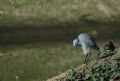 Egretta gularis