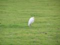 Bubulcus ibis