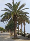 Phoenix canariensis