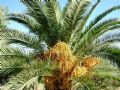 Phoenix canariensis