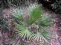 Chamaerops humilis