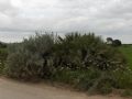 Chamaerops humilis