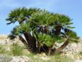 Chamaerops humilis